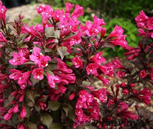 Vajgela kvetnatá MINOR BLACK ‘Verweig 3‘ PBR , výška 30/+ cm, v črepníku 2l Weigela florida MINOR BLACK Verweig