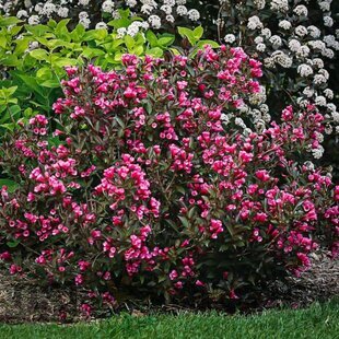 Vajgela kvetnatá VICTORIA, výška 120/140 cm, v črepníku 10 l Weigela florida