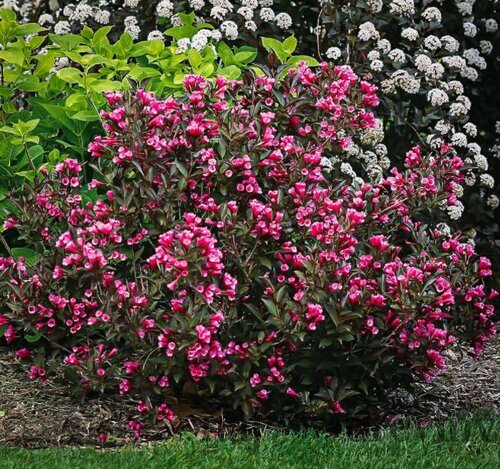 Vajgela kvetnatá VICTORIA, výška 120/140 cm, v črepníku 10 l Weigela florida