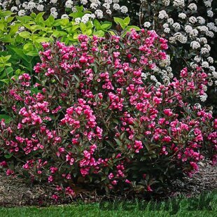 Vajgela kvetnatá VICTORIA, výška 120/140 cm, v črepníku 10 l Weigela florida