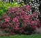 Vajgela kvetnatá VICTORIA, výška 120/140 cm, v črepníku 10 l Weigela florida