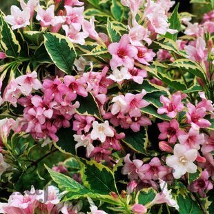 Vajgela Nana Variegata 30/40 cm, v črepníku 10l Weigela Nana Variegata