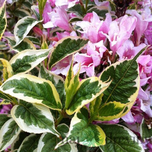 Vajgela Nana Variegata, výška 20/+ cm, v črepníku 2l Weigela Nana Variegata