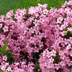 Vajgela Piccolo, výška 20/+ cm, v črepníku 2l Weigela Piccolo