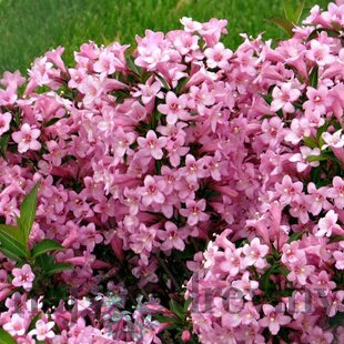 Vajgela Piccolo, výška 20/+ cm, v črepníku 2l Weigela Piccolo