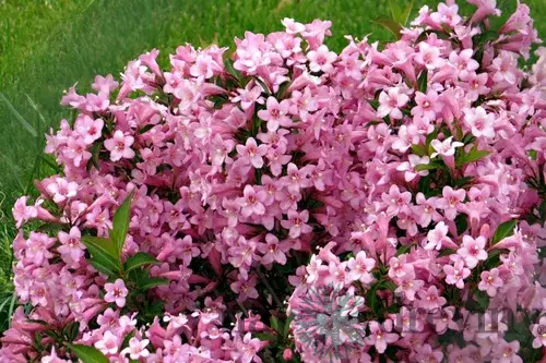 Vajgela Piccolo, výška 20/+ cm, v črepníku 2l Weigela Piccolo