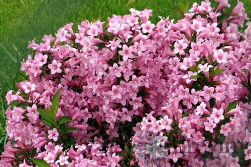 Vajgela Piccolo, výška 20/+ cm, v črepníku 2l Weigela Piccolo