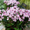 Vajgela Pink Propet Plangen PBR 30/50 cm, v črepníku Weigela Pink Propet Plangen PBR