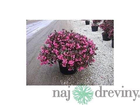 Vajgela ružová Victoria, výška 30/+ cm, v črepníku 2l KP204