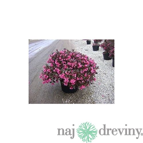 Vajgela ružová Victoria, výška 30/+ cm, v črepníku 2l KP204