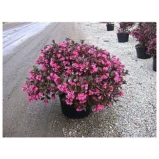 Vajgela ružová Victoria, výška 30/+ cm, v črepníku 2l KP204