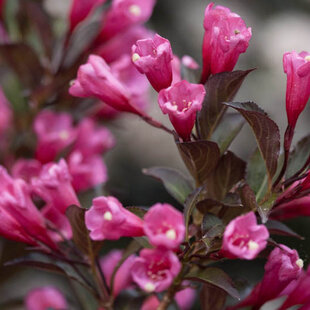 Vajgela WINE & ROSES ‘Alexandra‘ PBR, výška 30/+ cm, v črepníku 2l Weigela Vine and Roses