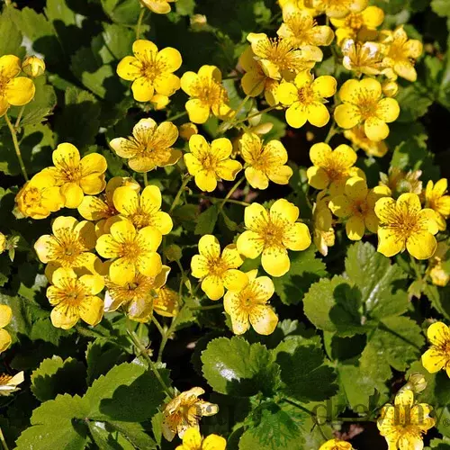 Valdštajnka trojpočetná, výška 10/15 cm, v črepníku P9 Waldsteinia ternata