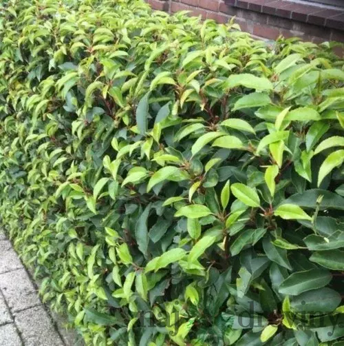 Vavrínovec Angustifolia 30/40 cm, v črepníku Prunus lusitanica Angustifolia