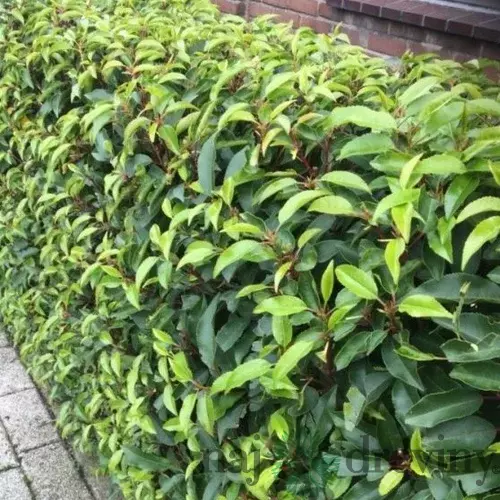 Vavrínovec Angustifolia 30/40 cm, v črepníku Prunus lusitanica Angustifolia