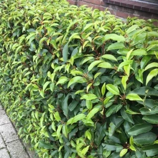 Vavrínovec Angustifolia 30/40 cm, v črepníku Prunus lusitanica Angustifolia