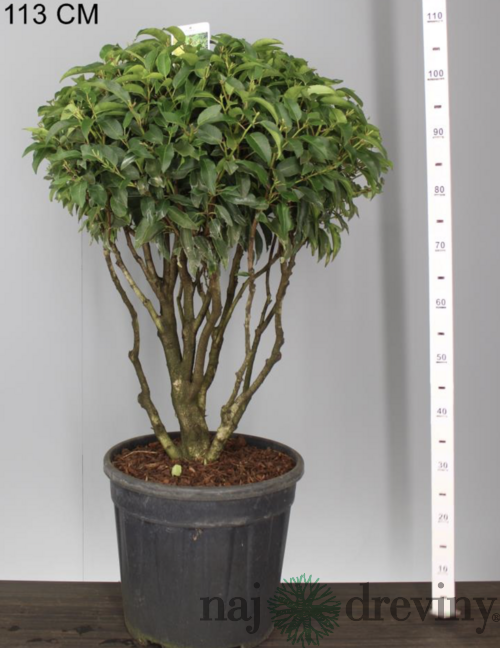 Vavrínovec ‘Angustifolia‘ multikmeň 80/100 cm v črepníku 40l Prunus lusitanica Angustifolia