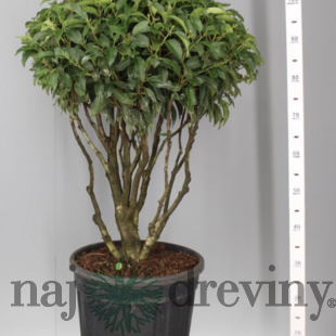 Vavrínovec ‘Angustifolia‘ multikmeň 80/100 cm v črepníku 40l Prunus lusitanica Angustifolia
