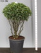 Vavrínovec ‘Angustifolia‘ multikmeň 80/100 cm v črepníku 40l Prunus lusitanica Angustifolia