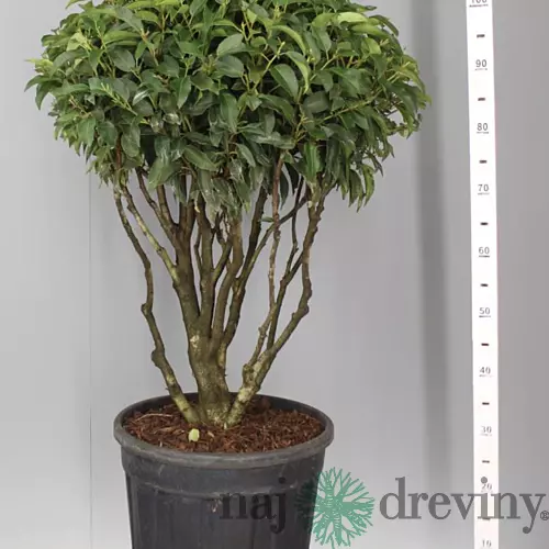 Vavrínovec ‘Angustifolia‘ multikmeň 80/100 cm v črepníku 40l Prunus lusitanica Angustifolia