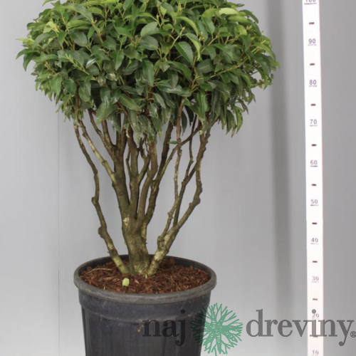 Vavrínovec ‘Angustifolia‘ multikmeň 80/100 cm v črepníku 40l Prunus lusitanica Angustifolia