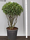 Vavrínovec ‘Angustifolia‘ multikmeň 80/100 cm v črepníku 40l Prunus lusitanica Angustifolia