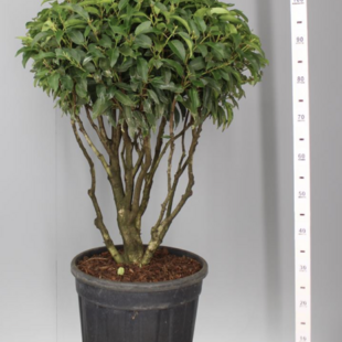 Vavrínovec ‘Angustifolia‘ multikmeň 80/100 cm v črepníku 40l Prunus lusitanica Angustifolia
