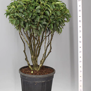Vavrínovec ‘Angustifolia‘ multikmeň 80/100 cm v črepníku 40l Prunus lusitanica Angustifolia