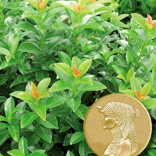 Vavrínovec Kleopatra, 15/20 cm, v črepníku Prunus laurocerasus Kleopatra