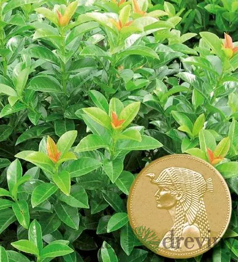 Vavrínovec Kleopatra, 15/20 cm, v črepníku Prunus laurocerasus Kleopatra