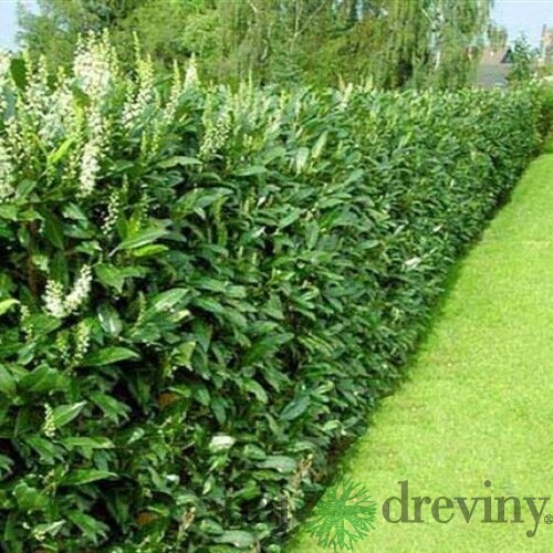 Vavrínovec lekársky Ani, výška 60/80 cm, v črepníku 3l Prunus laur. Ani