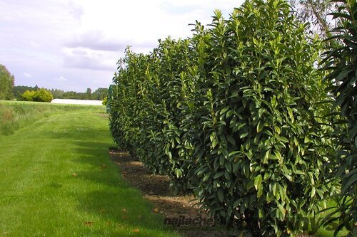 Vavrínovec lekársky Caucasica 180/220 cm, v črepníku 20l Prunus laurocerasus Caucasica