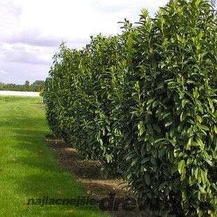 Vavrínovec lekársky Caucasica 180/220 cm, v črepníku 20l Prunus laurocerasus Caucasica