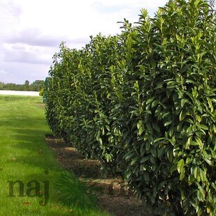 Vavrínovec lekársky Caucasica 180/220 cm, v črepníku 20l Prunus laurocerasus Caucasica