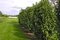 Vavrínovec lekársky Caucasica 180/220 cm, v črepníku 20l Prunus laurocerasus Caucasica
