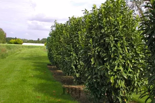 Vavrínovec lekársky Caucasica 180/220 cm, v črepníku 20l Prunus laurocerasus Caucasica