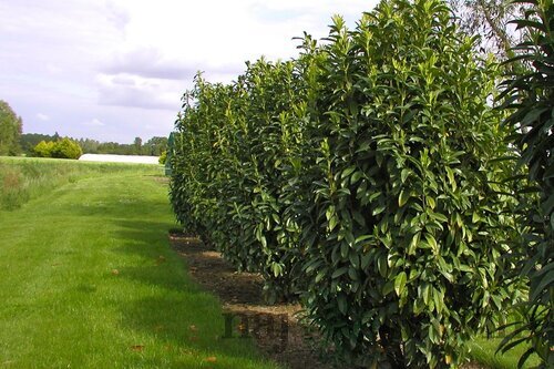 Vavrínovec lekársky Caucasica 180/220 cm, v črepníku 20l Prunus laurocerasus Caucasica