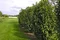 Vavrínovec lekársky Caucasica 180/220 cm, v črepníku 20l Prunus laurocerasus Caucasica