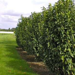 Vavrínovec lekársky Caucasica 180/220 cm, v črepníku 20l Prunus laurocerasus Caucasica