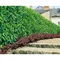 Vavrínovec lekársky Caucasica, výška 40/60 cm, v črepníku Prunus laurocerasus Caucasica