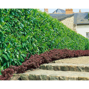 Vavrínovec lekársky Caucasica, výška 40/60 cm, v črepníku Prunus laurocerasus Caucasica