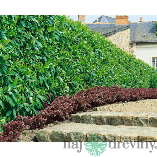 Vavrínovec lekársky Caucasica, výška 40/60 cm, v črepníku Prunus laurocerasus Caucasica