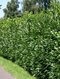 Vavrínovec lekársky Caucasica, výška 80/100 cm, v črepníku 3l Prunus laurocerasus Caucasica