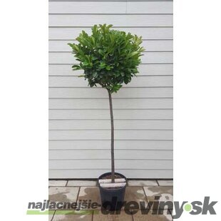 Vavrínovec lekársky Etna, guľa na kmienku, 120/140 cm kmienok, v črepníku Prunus laurocerasus Etna