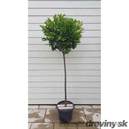 Vavrínovec lekársky Etna, guľa na kmienku, 120/140 cm kmienok, v črepníku Prunus laurocerasus Etna