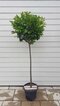 Vavrínovec lekársky Etna, guľa na kmienku, 90/110 cm kmienok, v črepníku Prunus laurocerasus Etna