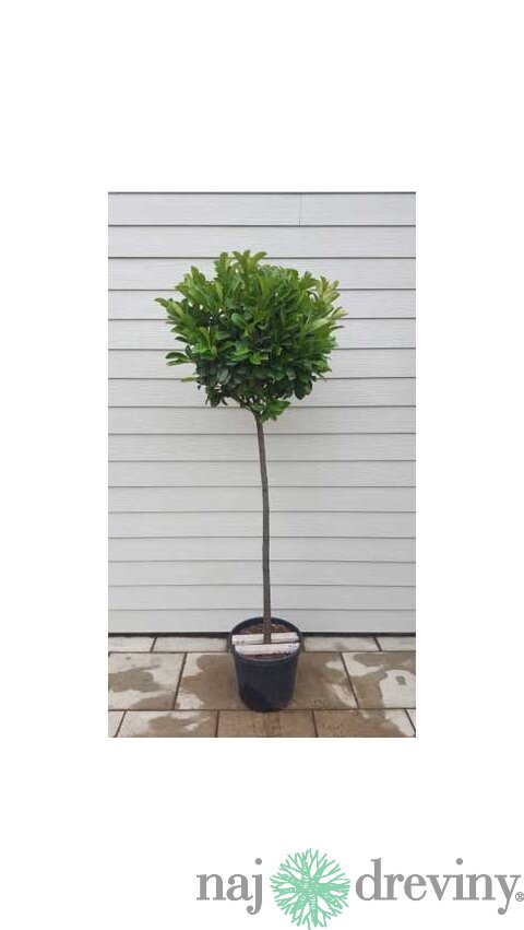 Vavrínovec lekársky Etna, guľa na kmienku, 90/110 cm kmienok, v črepníku Prunus laurocerasus Etna