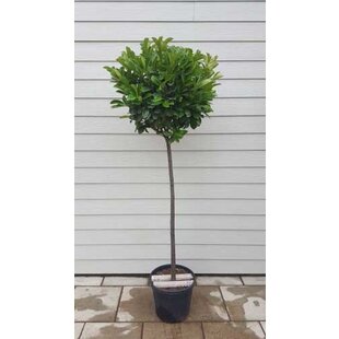 Vavrínovec lekársky Etna, guľa na kmienku, 90/110 cm kmienok, v črepníku Prunus laurocerasus Etna