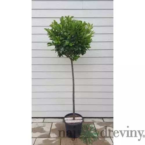 Vavrínovec lekársky Etna, guľa na kmienku, 90/110 cm kmienok, v črepníku Prunus laurocerasus Etna