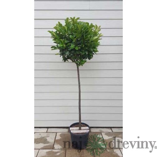 Vavrínovec lekársky Etna, guľa na kmienku, 90/110 cm kmienok, v črepníku Prunus laurocerasus Etna